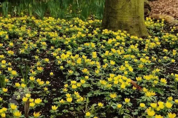 WINTER ACONITE ,Border fronts, rock gardens, fall bulb - Caribbean garden seed