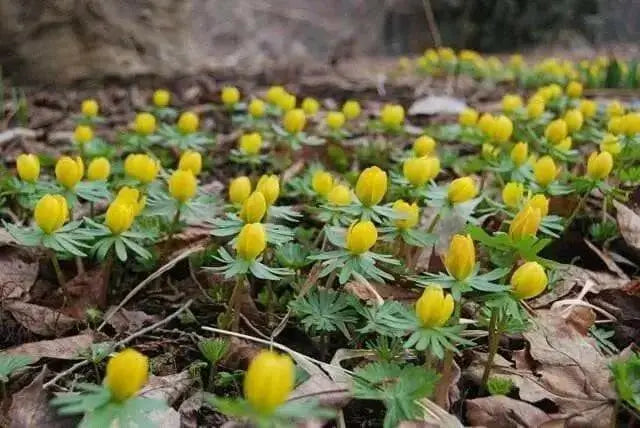 WINTER ACONITE ,Border fronts, rock gardens, fall bulb - Caribbean garden seed