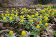 WINTER ACONITE ,Border fronts, rock gardens, fall bulb - Caribbean garden seed