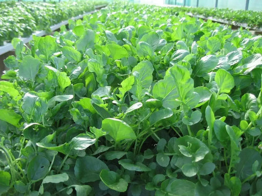 WINTERCRESS , Uplandcress  Hardy biennial VEGGETABLE - Caribbean garden seed