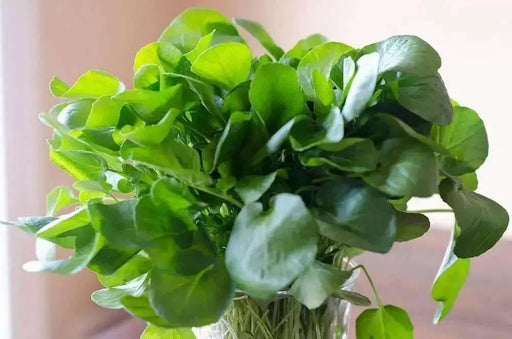 WINTERCRESS , Uplandcress  Hardy biennial VEGGETABLE - Caribbean garden seed