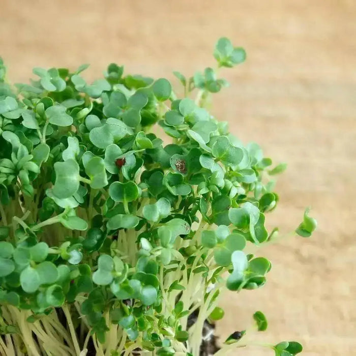 WINTERCRESS , Uplandcress  Hardy biennial VEGGETABLE - Caribbean garden seed
