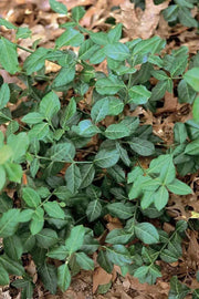 Wintercreeper SEEDS Perennial FLOWERS VINE - Caribbean garden seed