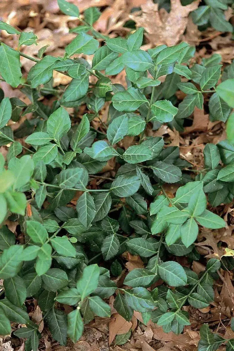 Wintercreeper SEEDS Perennial FLOWERS VINE - Caribbean garden seed