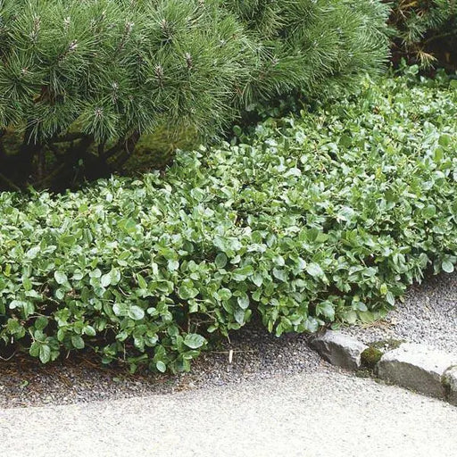 Wintercreeper SEEDS Perennial FLOWERS VINE - Caribbean garden seed