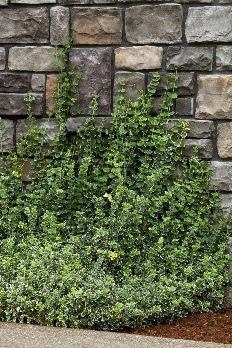 Wintercreeper SEEDS Perennial FLOWERS VINE - Caribbean garden seed
