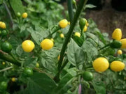 Wiri Wiri Pepper Seeds ,YELLOW,- (CAPISUM frutescens) - From Guyana ! - Caribbean garden seed