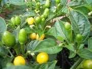 Wiri Wiri Pepper Seeds ,YELLOW,- (CAPISUM frutescens) - From Guyana ! - Caribbean garden seed