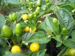 Wiri Wiri Pepper Seeds ,YELLOW,- (CAPISUM frutescens) - From Guyana ! - Caribbean garden seed