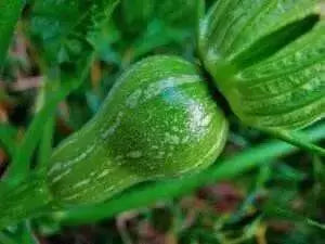 Winter Squash, Butternut Squash, Heirloom Seeds - Caribbean garden seed