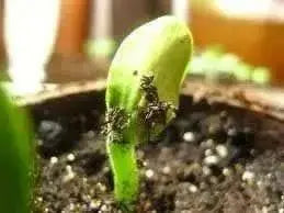 Winter Squash, Butternut Squash, Heirloom Seeds - Caribbean garden seed