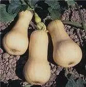 Winter Squash, Butternut Squash, Heirloom Seeds - Caribbean garden seed