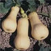 Winter Squash, Butternut Squash, Heirloom Seeds - Caribbean garden seed