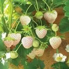 Wild Strawberry - White Soul (Fragaria Vesca White Soul) - Caribbean garden seed
