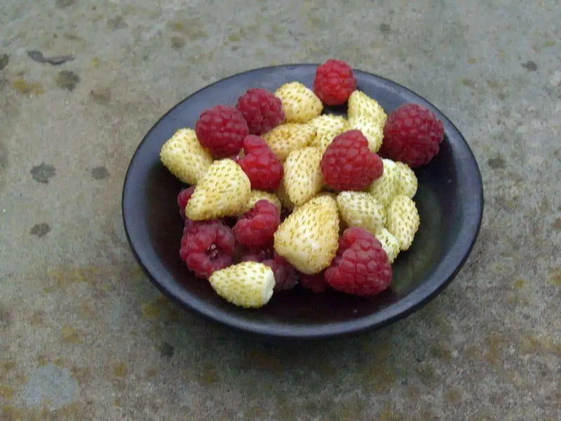 Wild Strawberry - White Soul (Fragaria Vesca White Soul) - Caribbean garden seed