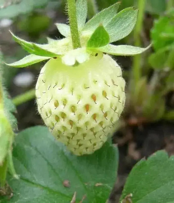 Wild Strawberry - White Soul (Fragaria Vesca White Soul) - Caribbean garden seed