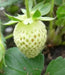 Wild Strawberry - White Soul (Fragaria Vesca White Soul) - Caribbean garden seed