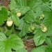 Wild Strawberry - White Soul (Fragaria Vesca White Soul) - Caribbean garden seed