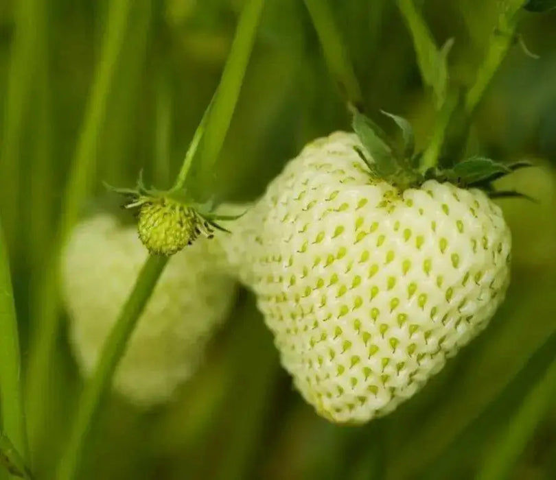 Wild Strawberry - White Soul (Fragaria Vesca White Soul) - Caribbean garden seed