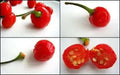 WIRI WIRI PEPPER,- Fresh Pods ,FROM OUR FARM . CARIBBEAN PRODUCT - Caribbean garden seed