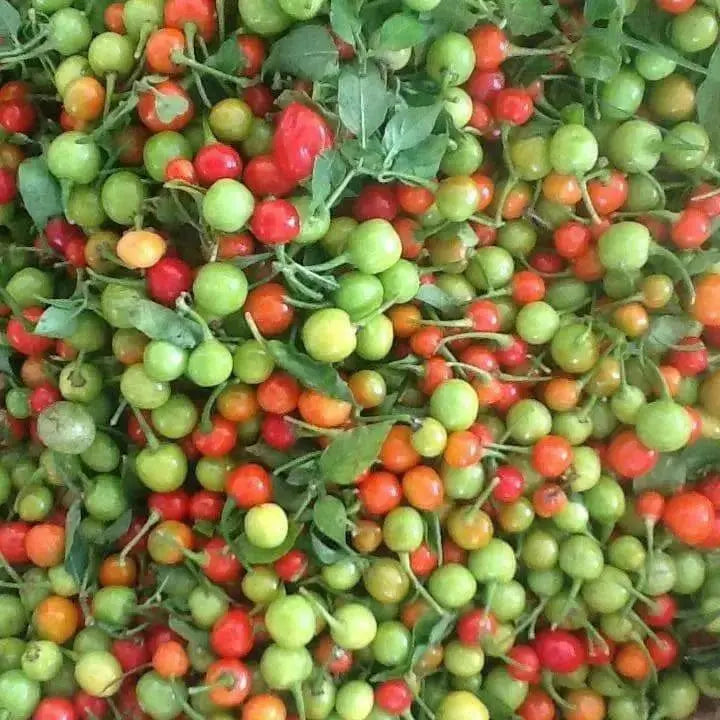 WIRI WIRI PEPPER,- Fresh Pods ,FROM OUR FARM . CARIBBEAN PRODUCT - Caribbean garden seed