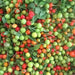 WIRI WIRI PEPPER,- Fresh Pods ,FROM OUR FARM . CARIBBEAN PRODUCT - Caribbean garden seed