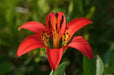 Wood Lily, Red Lily Seeds -Lilium Philadelphicum, Perennial - Caribbean garden seed