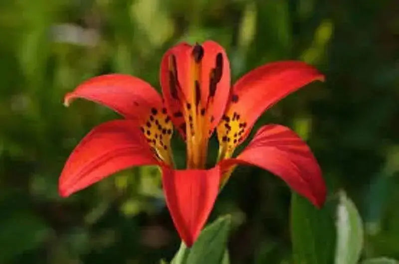 Wood Lily, Red Lily Seeds -Lilium Philadelphicum, Perennial - Caribbean garden seed