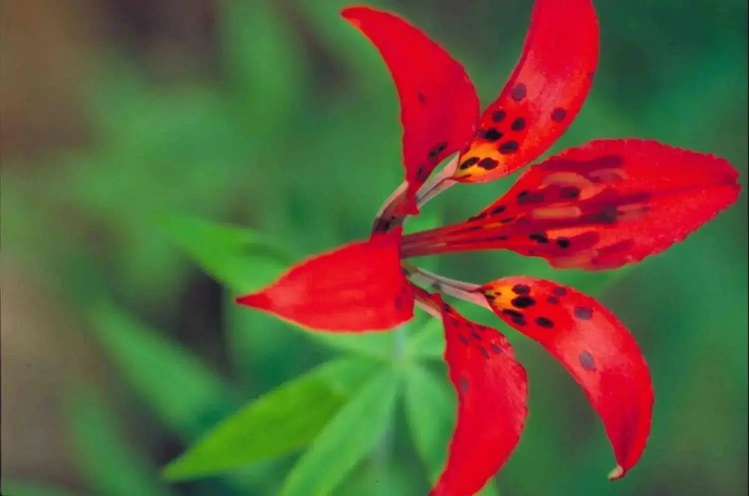 Wood Lily, Red Lily Seeds -Lilium Philadelphicum, Perennial - Caribbean garden seed