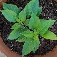 Wiri Wiri (Live PEPPER Plant) CARIBBEAN PRODUCT - Caribbean garden seed