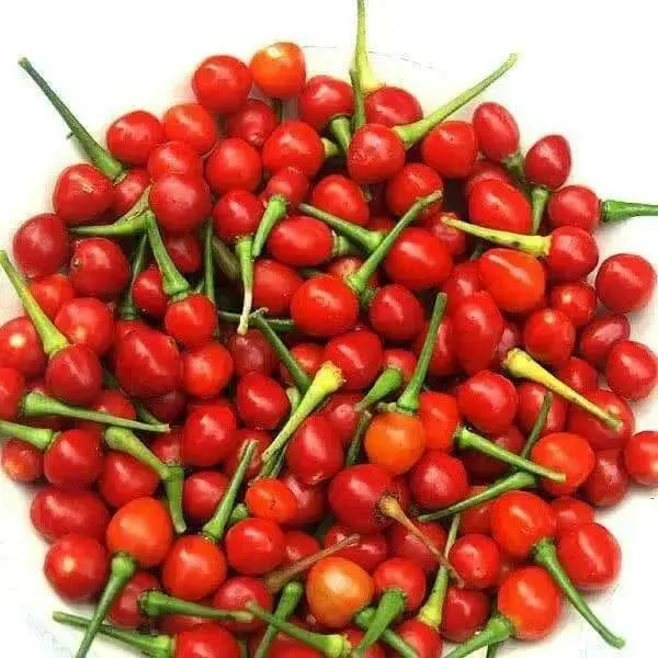 Wiri Wiri (Live PEPPER Plant) CARIBBEAN PRODUCT - Caribbean garden seed