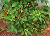 Wiri Wiri (Live PEPPER Plant) CARIBBEAN PRODUCT Caribbeangardenseeds