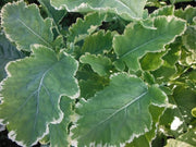 Winter watercress SEEDS ,Variegated - Caribbean garden seed