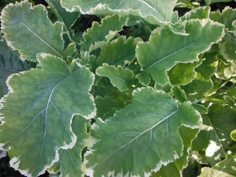 Winter watercress SEEDS ,Variegated - Caribbean garden seed