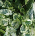 Winter watercress SEEDS ,Variegated - Caribbean garden seed