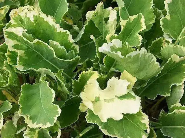 Winter watercress SEEDS ,Variegated - Caribbean garden seed