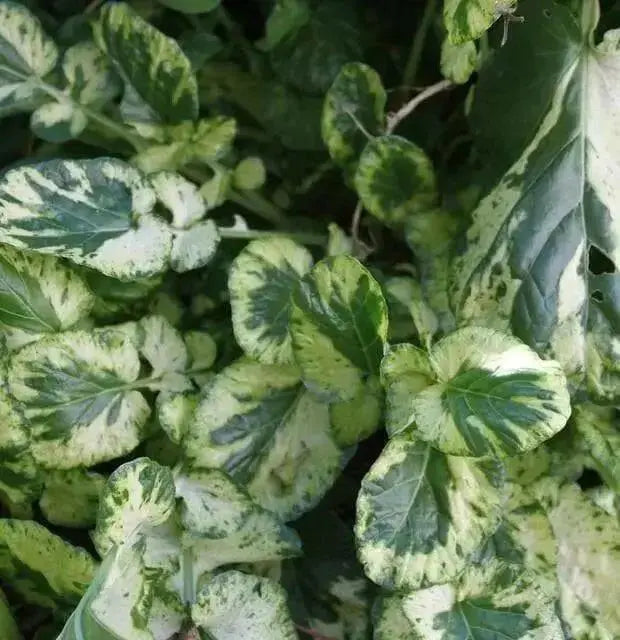 Winter watercress SEEDS ,Variegated - Caribbean garden seed