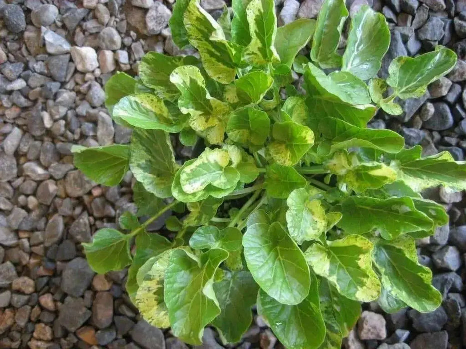 Winter watercress SEEDS ,Variegated - Caribbean garden seed