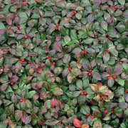 Wintergreen Seeds - Ground Cover - Perennial - - Caribbean garden seed