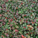 Wintergreen Seeds - Ground Cover - Perennial - - Caribbean garden seed