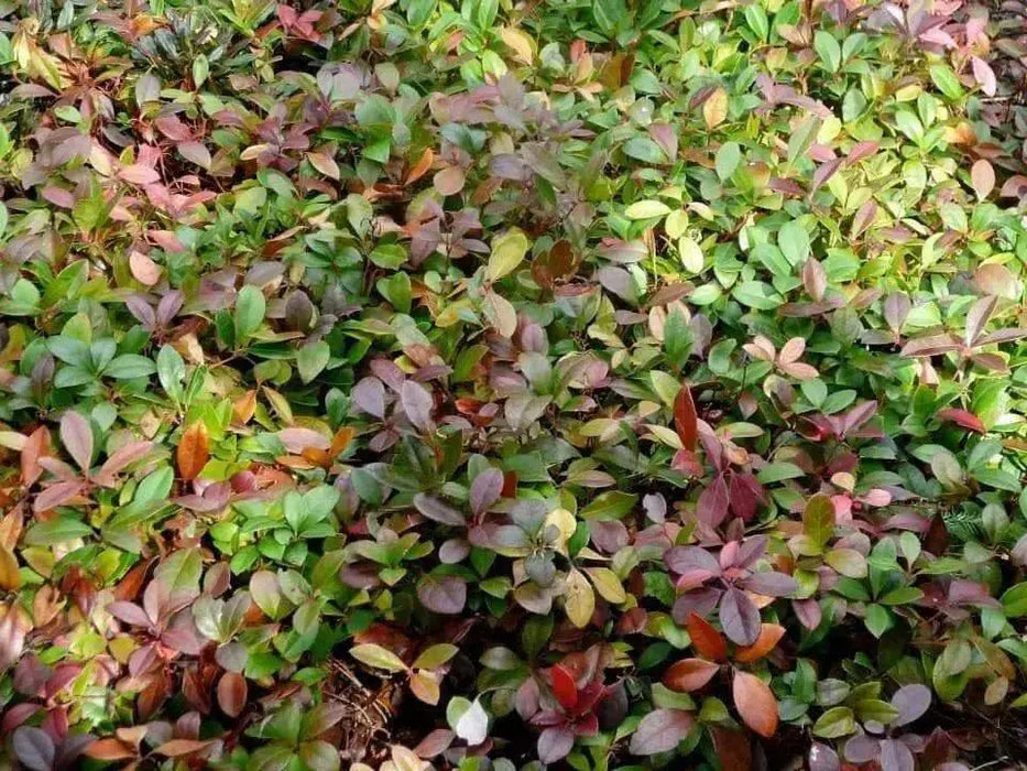 Wintergreen Seeds - Ground Cover - Perennial - - Caribbean garden seed
