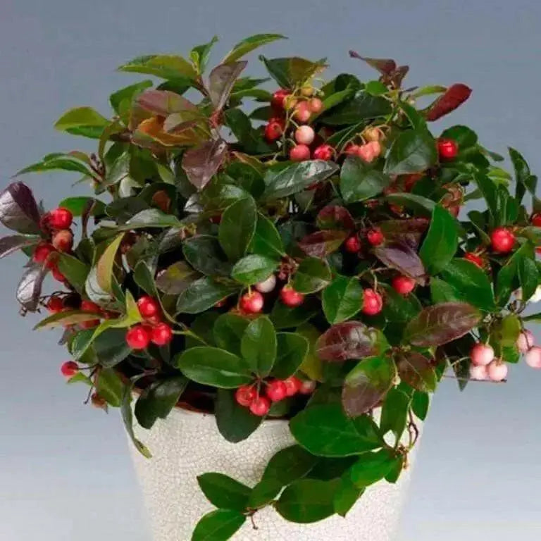Wintergreen Seeds - Ground Cover - Perennial - - Caribbean garden seed