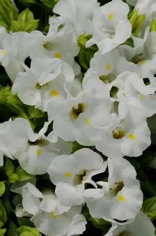 Wishbone Flower Seeds (Torenia kauai white ) USDA Zones: 6 - 10 - Caribbean garden seed