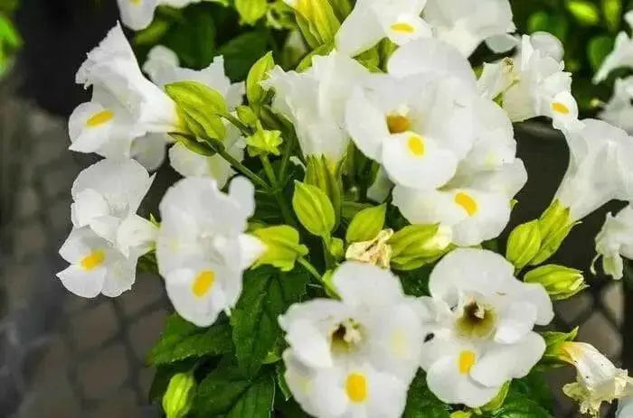 Wishbone Flower Seeds (Torenia kauai white ) USDA Zones: 6 - 10 - Caribbean garden seed