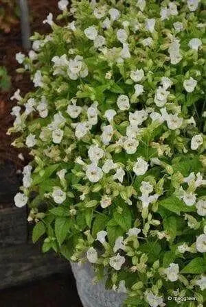 Wishbone Flower Seeds (Torenia kauai white ) USDA Zones: 6 - 10 - Caribbean garden seed