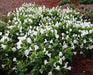 Wishbone Flower Seeds (Torenia kauai white ) USDA Zones: 6 - 10 - Caribbean garden seed
