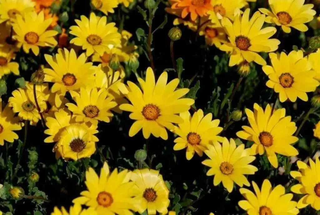 Yellow African Daisy Seeds - garden or container,GARDEN FLOWERS - Caribbean garden seed