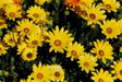 Yellow African Daisy Seeds - garden or container,GARDEN FLOWERS - Caribbean garden seed