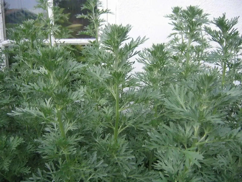 Wormwood Herb seeds -Perennial, Artemisia Absinthium - Caribbean garden seed