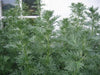 Wormwood Herb seeds -Perennial, Artemisia Absinthium - Caribbean garden seed